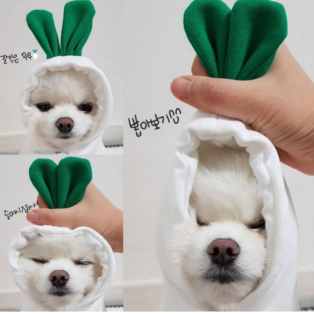 Cozy Fruit Hoodie for Small Dogs & Cats – Winter Fleece Outfit