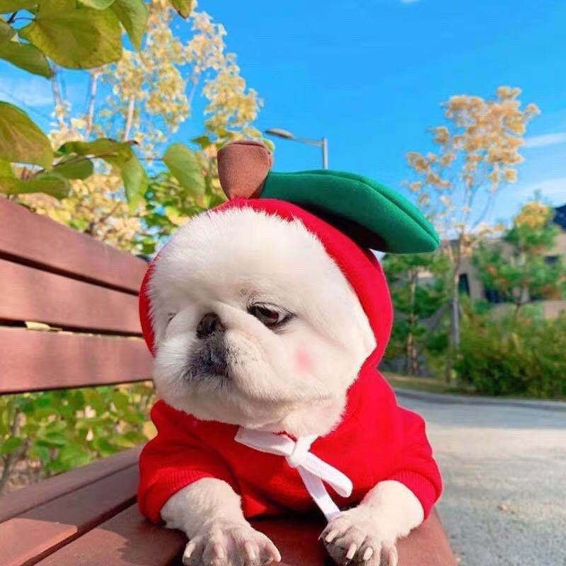 Cozy Fruit Hoodie for Small Dogs & Cats – Winter Fleece Outfit