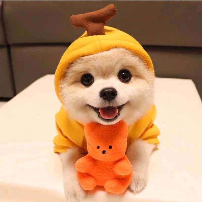 Cozy Fruit Hoodie for Small Dogs & Cats – Winter Fleece Outfit
