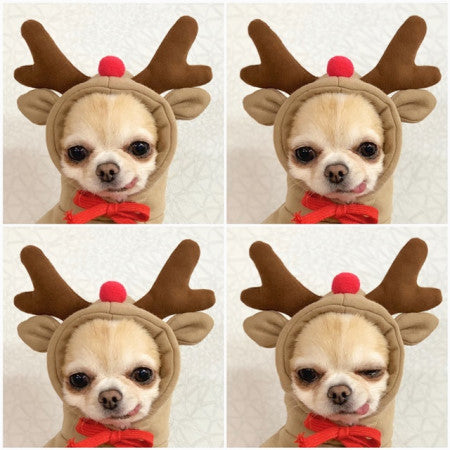 Cozy Fruit Hoodie for Small Dogs & Cats – Winter Fleece Outfit